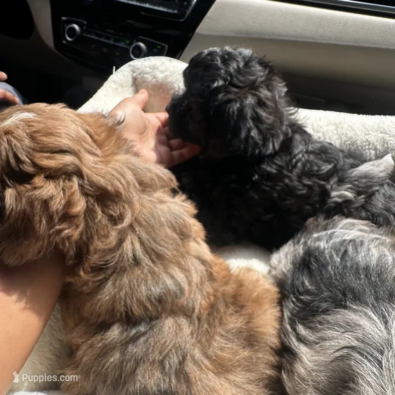 Rockstar  – Shih Tzu, Poodle - Toy  puppy for sale in Duluth, GA