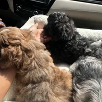 Rockstar , a female Shih Tzu and Poodle - Toy  for sale in Duluth, GA – 1 of 3