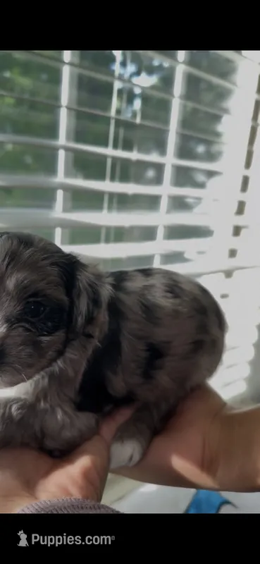 Socks – Shih Tzu, Poodle - Toy  puppy for sale in Duluth, GA