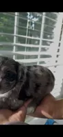 Socks, a female Shih Tzu and Poodle - Toy  for sale in Duluth, GA – 1 of 5