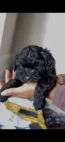 Carlita, a female Shih Tzu and Poodle - Toy  for sale in Duluth, GA – 3 of 4