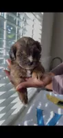 Rockstar , a female Shih Tzu and Poodle - Toy  for sale in Duluth, GA – 2 of 3