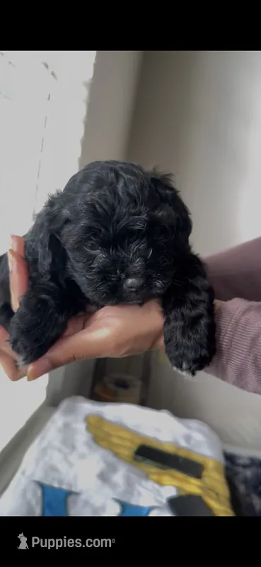 Carlita – Shih Tzu, Poodle - Toy  puppy for sale in Duluth, GA