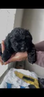 Carlita, a female Shih Tzu and Poodle - Toy  for sale in Duluth, GA – 1 of 4