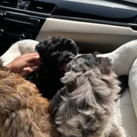 Socks, a female Shih Tzu and Poodle - Toy  for sale in Duluth, GA – 5 of 5