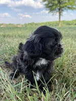 Diesel , a male Shih Tzu for sale in Monroe, NC – Photo 2 of 2