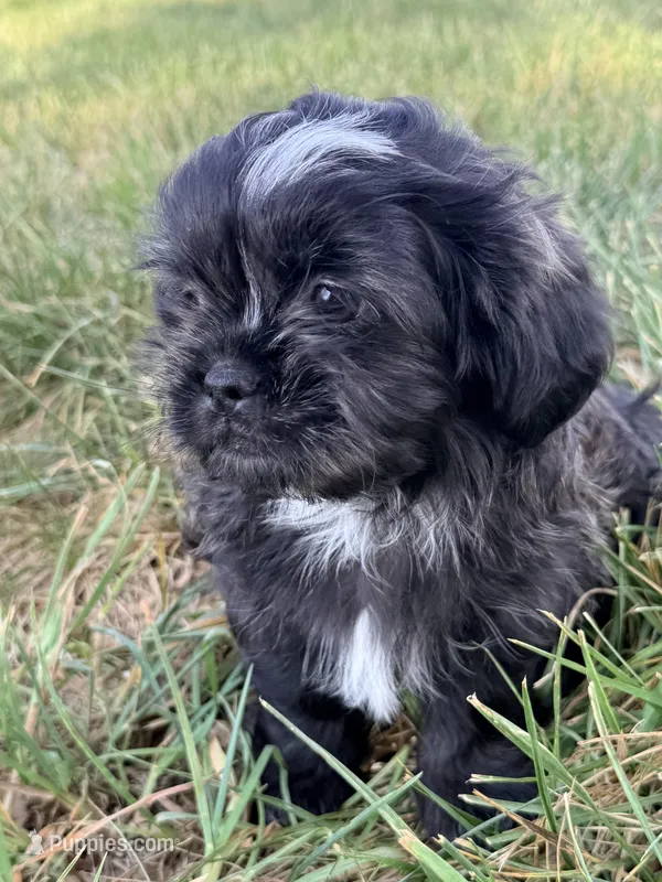 Diesel  – Shih Tzu puppy for sale in Monroe, NC