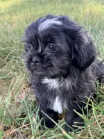 Diesel , a male Shih Tzu for sale in Monroe, NC – Photo 1 of 2