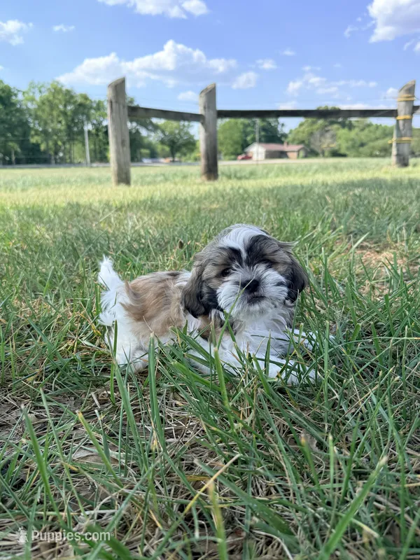 Beethoven  – Shih Tzu puppy for sale in Monroe, NC