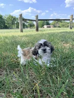 Beethoven , a male Shih Tzu for sale in Monroe, NC – Photo 1 of 2