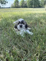 Beethoven , a male Shih Tzu for sale in Monroe, NC – Photo 2 of 2