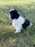 Koe, a male Shih Tzu for sale in Monroe, NC – Photo 2 of 2