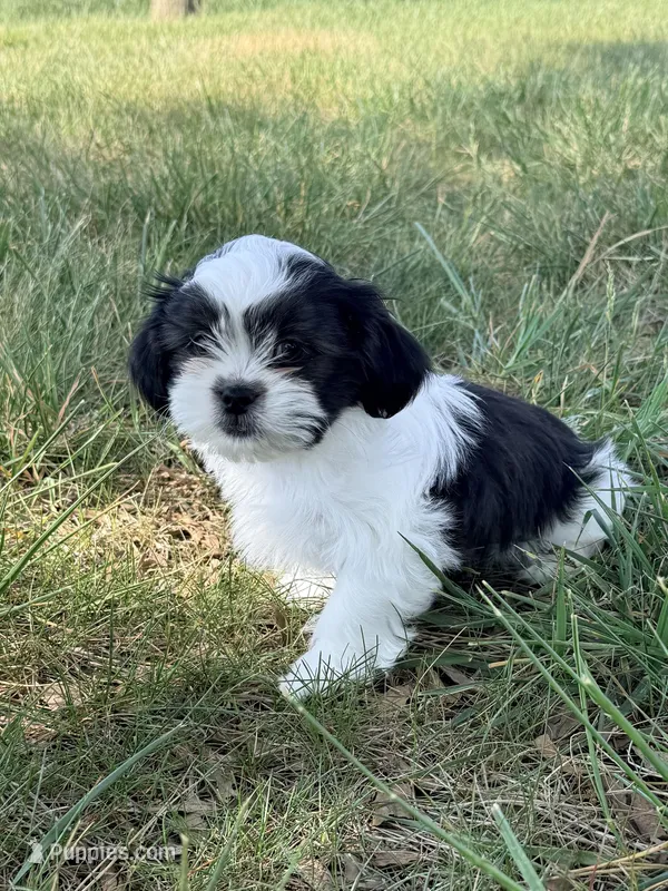 Koe – Shih Tzu puppy for sale in Monroe, NC