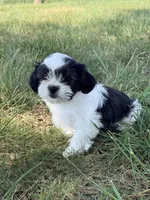 Koe, a male Shih Tzu for sale in Monroe, NC – Photo 1 of 2