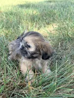 Max, a male Shih Tzu for sale in Monroe, NC – Photo 2 of 3