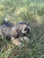 Max, a male Shih Tzu for sale in Monroe, NC – Photo 3 of 3