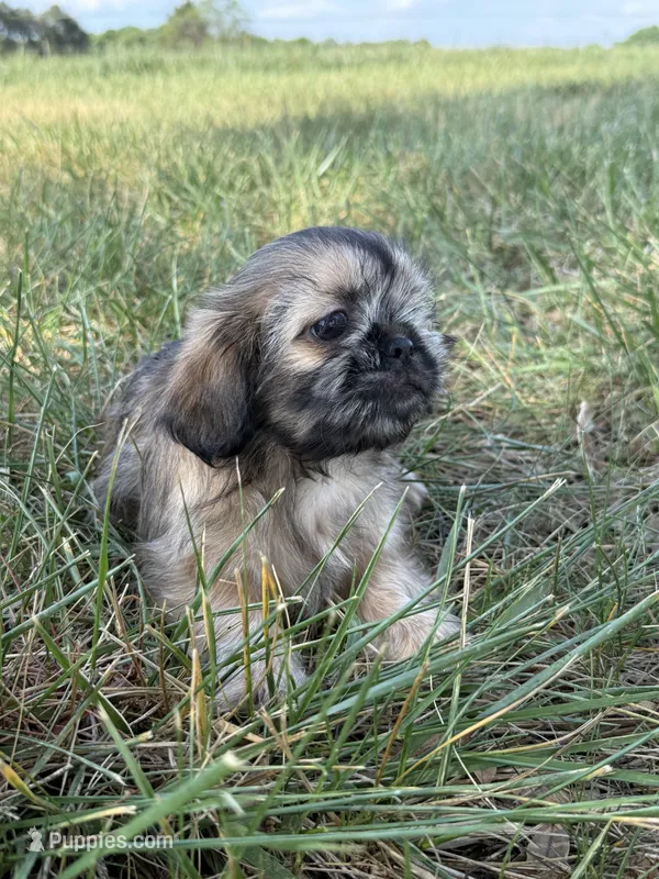 Max – Shih Tzu puppy for sale in Monroe, NC