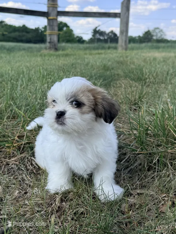 Mj – Shih Tzu puppy for sale in Monroe, NC