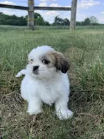 Mj, a male Shih Tzu for sale in Monroe, NC – Photo 1 of 2