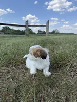 Mj, a male Shih Tzu for sale in Monroe, NC – Photo 2 of 2