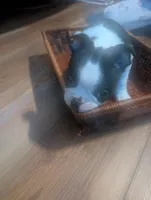 Lurch, a male Boston Terrier for sale in Whittemore, MI – Photo 3 of 4