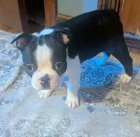 Lurch, a male Boston Terrier for sale in Whittemore, MI – Photo 1 of 4