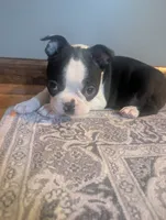 Lurch, a male Boston Terrier for sale in Whittemore, MI – Photo 2 of 4