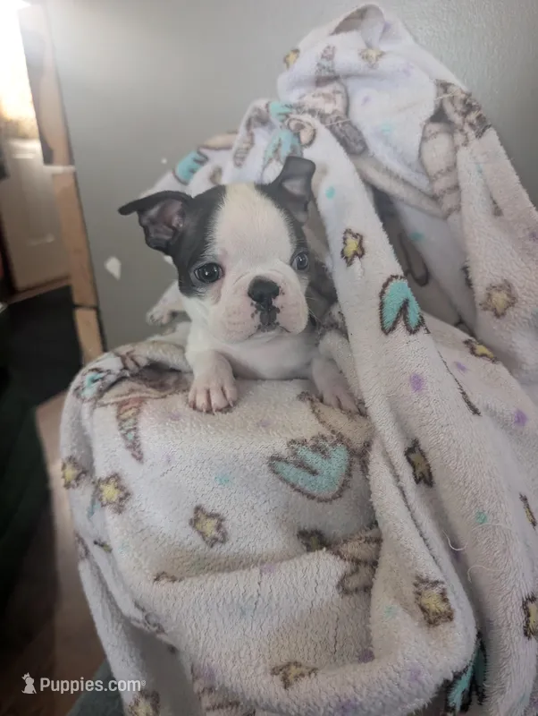 Fester , a male Boston Terrier for sale in Whittemore, MI – Photo 1 of 4