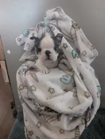 Fester , a male Boston Terrier for sale in Whittemore, MI – Photo 2 of 4