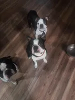 Fester , a male Boston Terrier for sale in Whittemore, MI – Photo 4 of 4
