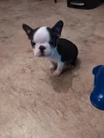 Fester , a male Boston Terrier for sale in Whittemore, MI – Photo 3 of 4