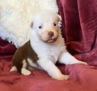 Sparks, a female Australian Shepherd for sale in Caliente, CA – 1 of 10