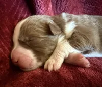 Pyro, a male Australian Shepherd for sale in Caliente, CA – 5 of 10