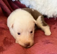 Sparks, a female Australian Shepherd for sale in Caliente, CA – 6 of 10