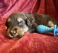 Dignity, a male Australian Shepherd for sale in Caliente, CA – 6 of 9