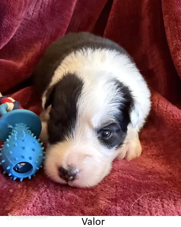 Valor – Australian Shepherd puppy for sale in Caliente, CA