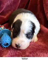 Valor, a male Australian Shepherd for sale in Caliente, CA – 1 of 10