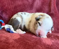 Roman, a male Australian Shepherd for sale in Caliente, CA – 8 of 10