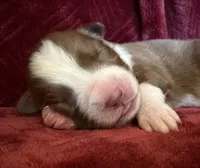 Pyro, a male Australian Shepherd for sale in Caliente, CA – 6 of 10