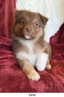 Lava, a female Australian Shepherd for sale in Caliente, CA – 1 of 10