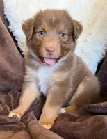 Cherry, a female Australian Shepherd for sale in Caliente, CA – 5 of 10