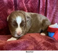 Boomer, a male Australian Shepherd for sale in Caliente, CA – 1 of 10