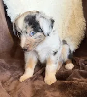 Rocket, a male Australian Shepherd for sale in Caliente, CA – 3 of 10
