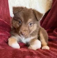 Lava, a female Australian Shepherd for sale in Caliente, CA – 7 of 10