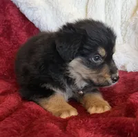 Dignity, a male Australian Shepherd for sale in Caliente, CA – 2 of 10