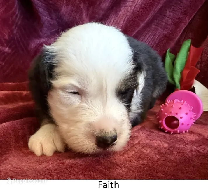 Faith – Australian Shepherd puppy for sale in Caliente, CA