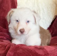Flicker, a female Australian Shepherd for sale in Caliente, CA – 6 of 10