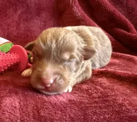 Cherry, a female Australian Shepherd for sale in Caliente, CA – 7 of 10