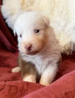 Flicker, a female Australian Shepherd for sale in Caliente, CA – 5 of 10