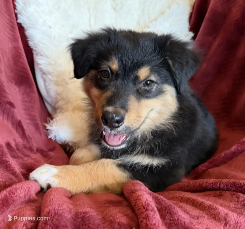 Dignity – Australian Shepherd puppy for sale in Caliente, CA